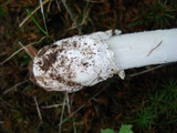Amanita sect. Vaginatae image