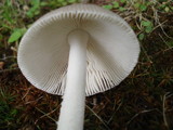 Amanita sect. Vaginatae image