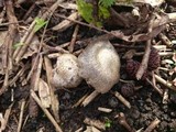 Entoloma saundersii image