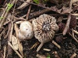 Entoloma saundersii image