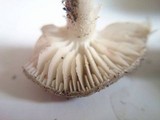 Entoloma saundersii image
