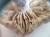 Entoloma saundersii image