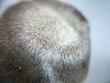 Entoloma saundersii image