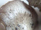 Entoloma saundersii image