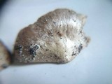 Entoloma saundersii image