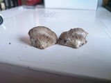 Entoloma saundersii image