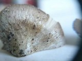 Entoloma saundersii image