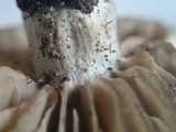 Entoloma saundersii image