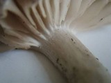 Entoloma saundersii image