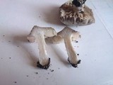 Entoloma saundersii image