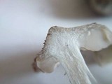 Entoloma saundersii image