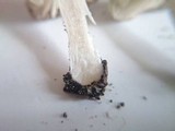 Entoloma saundersii image