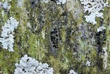 Amandinea polyspora image