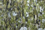 Amandinea polyspora image