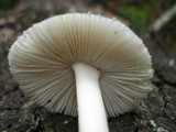 Amanita farinosa image