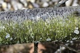 Amandinea polyspora image