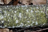 Amandinea polyspora image