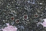 Phaeophyscia orbicularis image