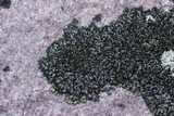 Phaeophyscia orbicularis image