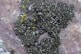 Phaeophyscia orbicularis image
