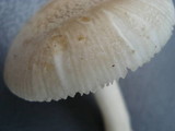 Amanita farinosa image