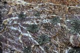Phaeophyscia adiastola image