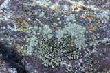 Phaeophyscia adiastola image