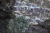 Phaeophyscia adiastola image