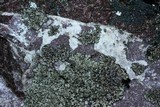 Phaeophyscia adiastola image