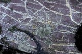 Phaeophyscia adiastola image