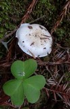 Cuphophyllus virgineus image