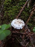 Cuphophyllus virgineus image