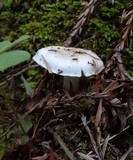 Cuphophyllus virgineus image