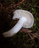 Cuphophyllus virgineus image