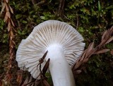 Cuphophyllus virgineus image