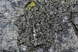 Phaeophyscia rubropulchra image