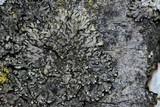 Phaeophyscia rubropulchra image