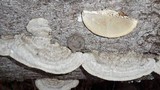 Trametes hirsuta image