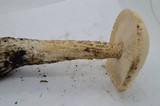 Melanoleuca verrucipes image