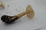 Melanoleuca verrucipes image