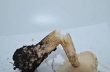 Melanoleuca verrucipes image