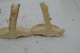 Melanoleuca verrucipes image