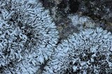 Physcia phaea image
