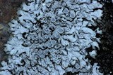 Physcia phaea image