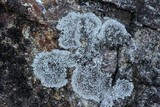 Physcia phaea image