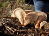 Lentinus strigosus image