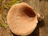 Lentinus strigosus image