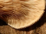 Lentinus strigosus image
