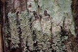 Heterodermia albicans image