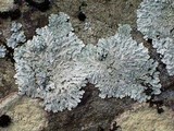 Heterodermia albicans image